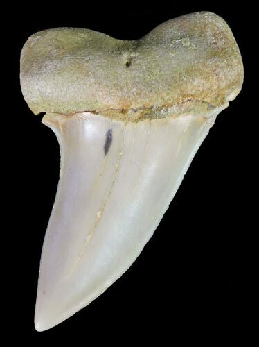 Mako Shark Tooth Fossil - Sharktooth Hill, CA #61791